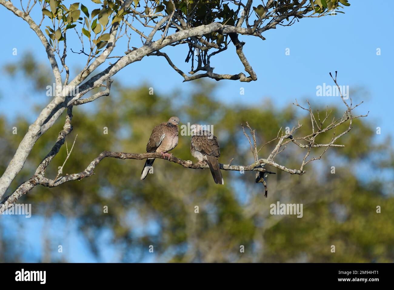Two Australian adult Spotted Turtle-dove -Streptopelia chinensis- birds perched on a tree branch blending in well to their surroundings Stock Photo