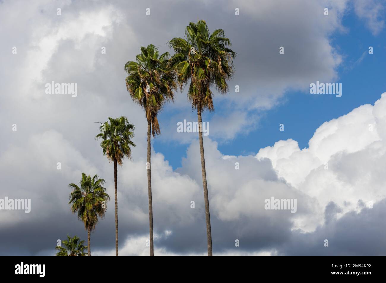 Clouds after the storm and palm trees shown in Los Angeles County, Southern California. Stock Photo