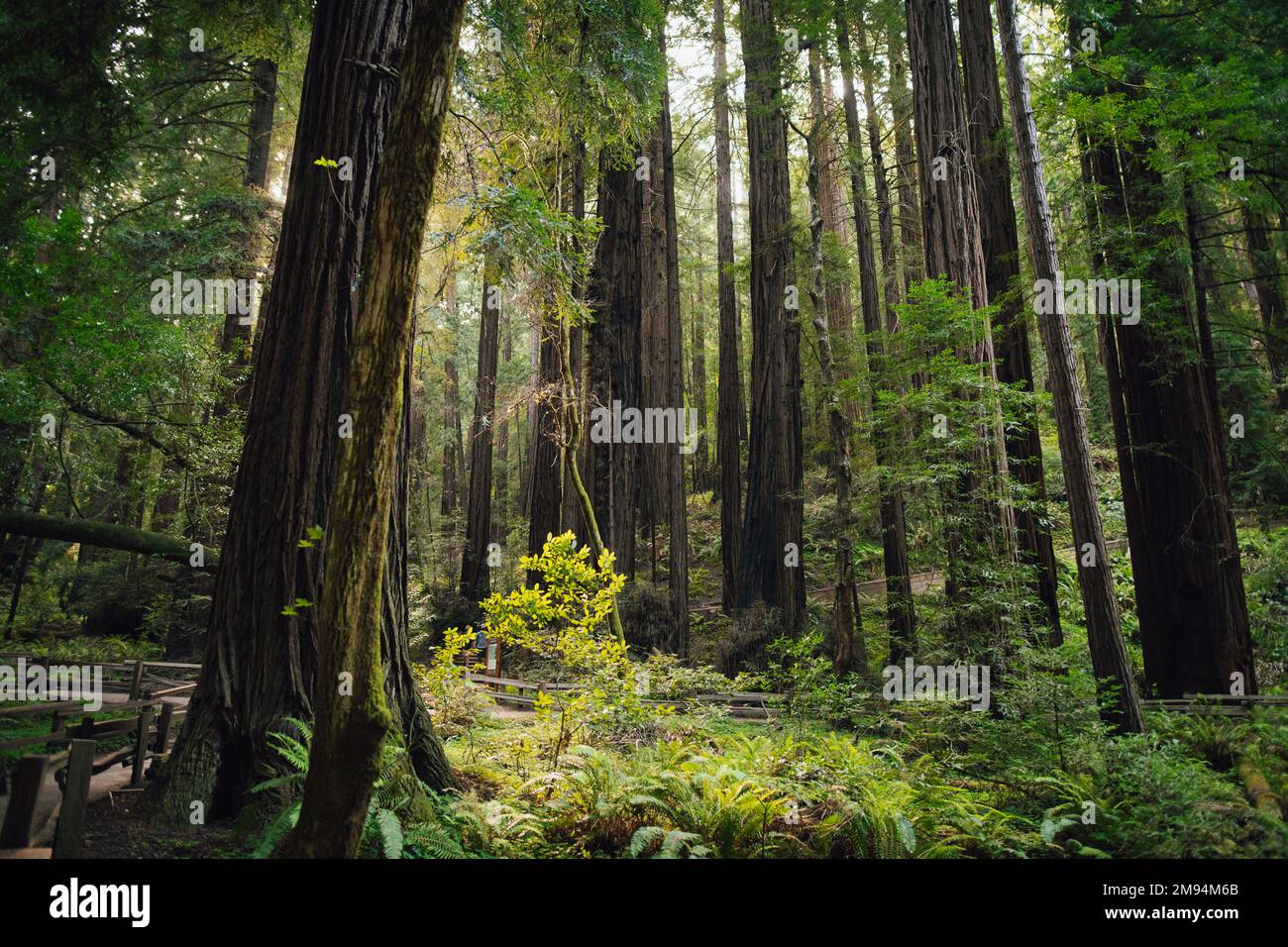 Hiking trail leading through giant redwoods in Muir forest near San