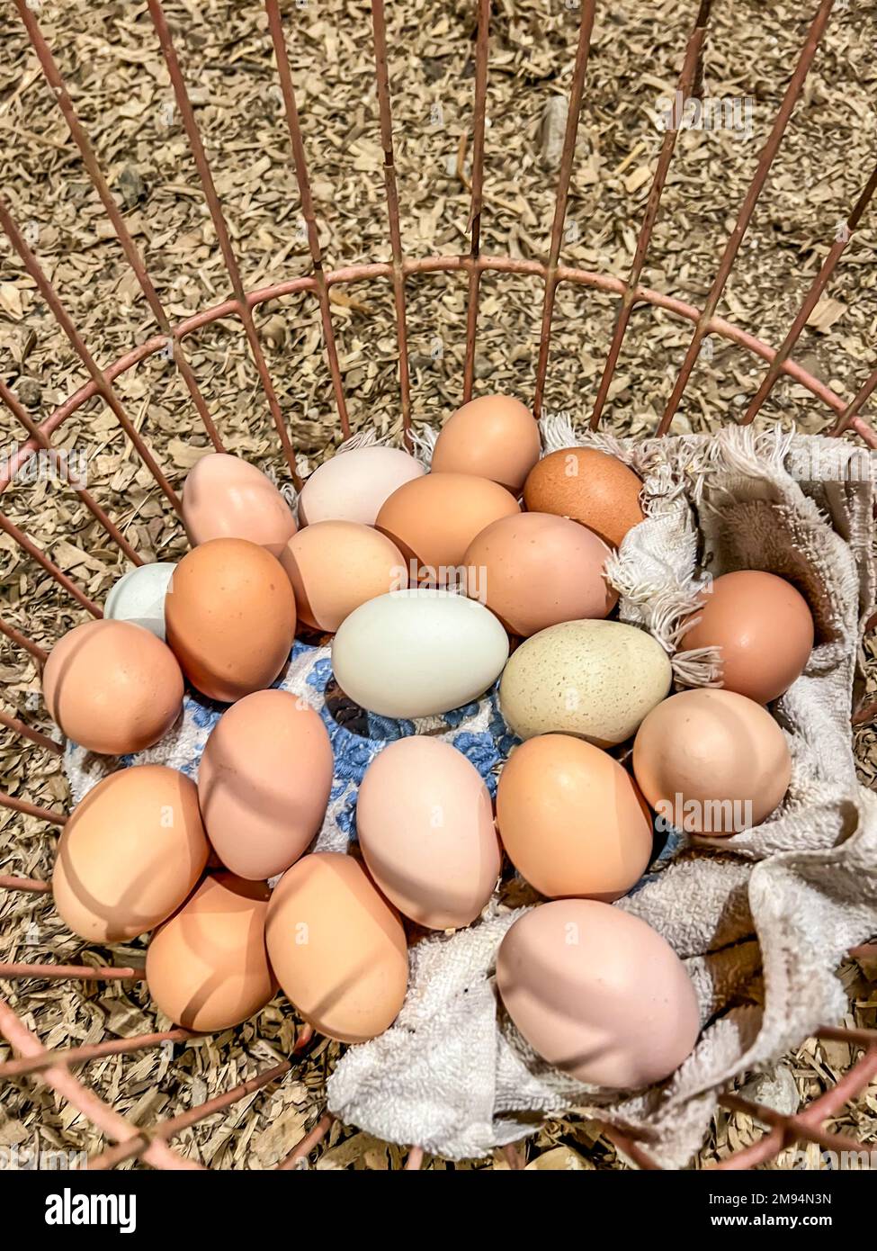Collecting eggs in a wire basket directly from a chicken coop Stock