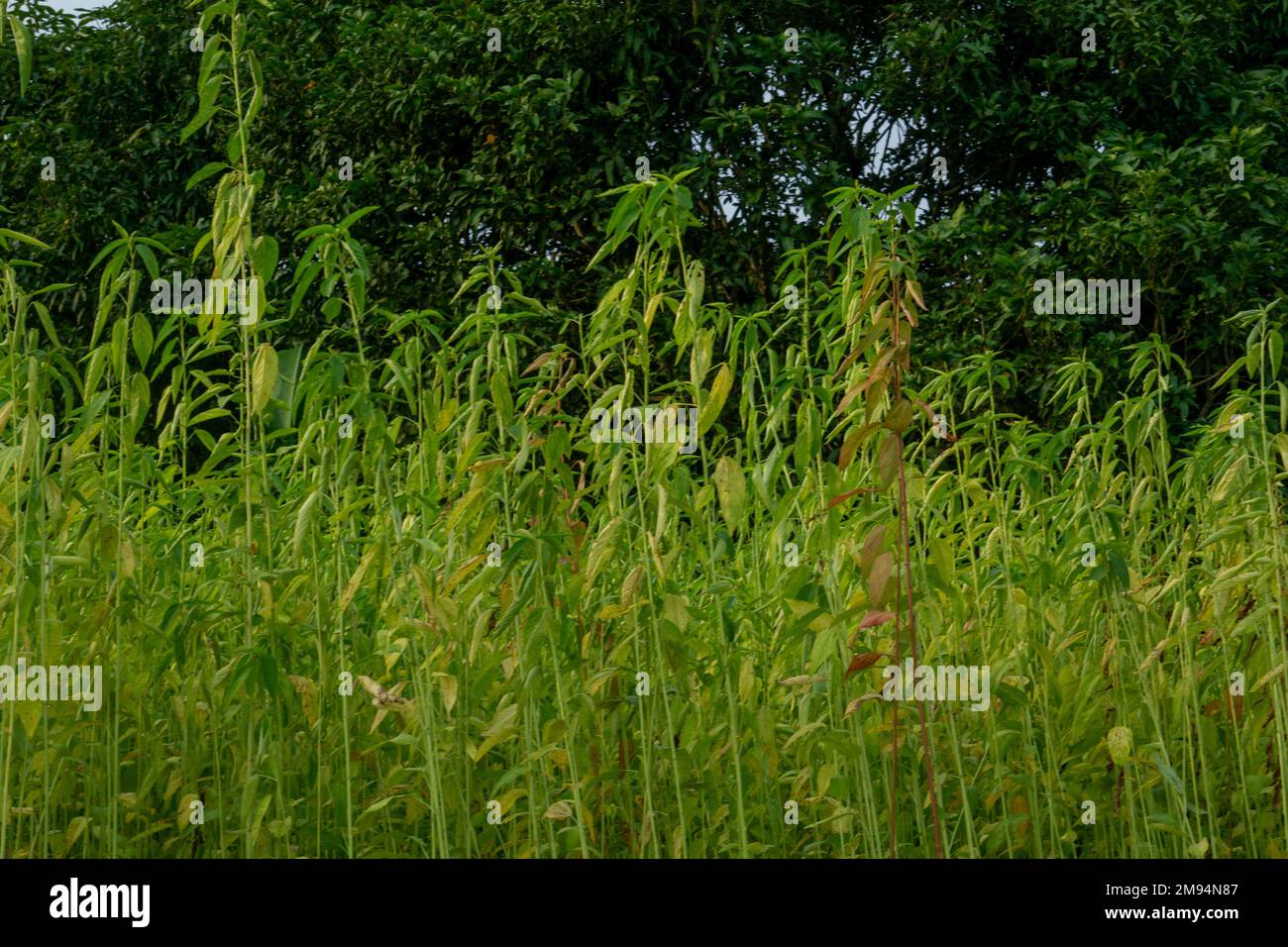 Green jute field. The jute is being dried on the ground. Jute is a type ...
