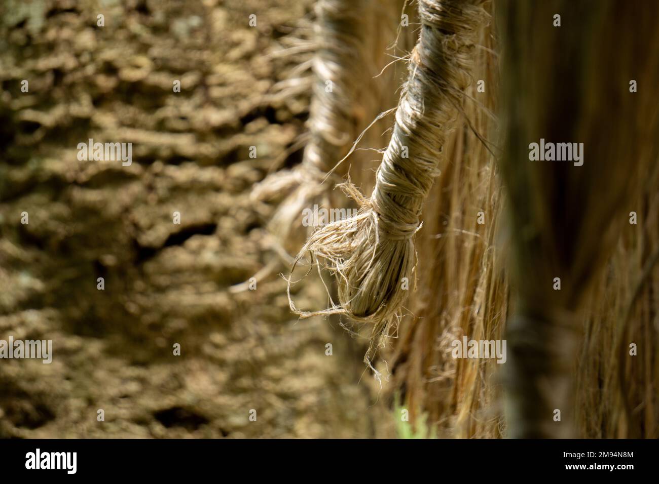 Golden Fiber of Jute. Jute is a type of bast fiber plant, of which