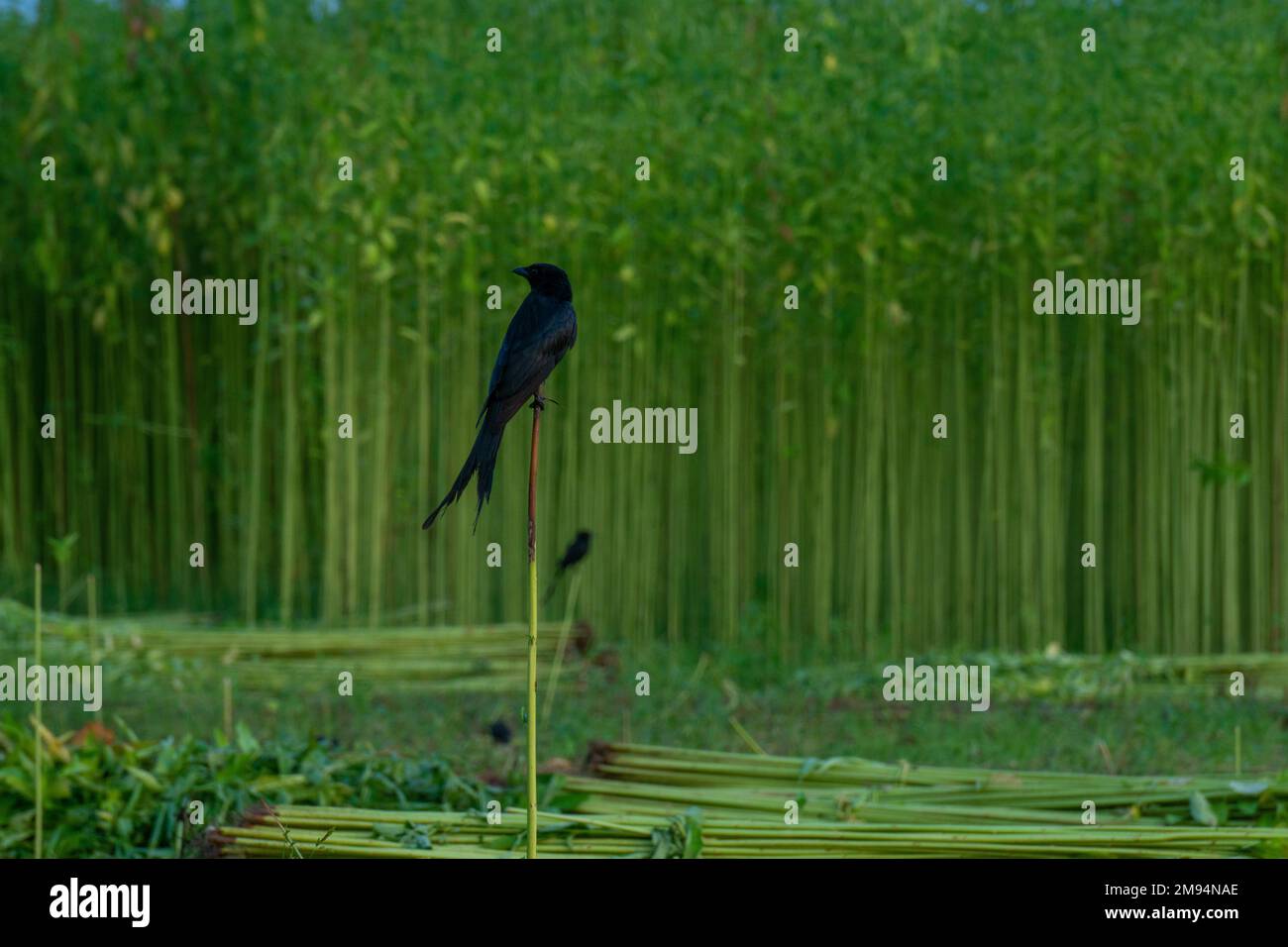 Green field jute is cut and dried. A bird is sitting on a jute stick