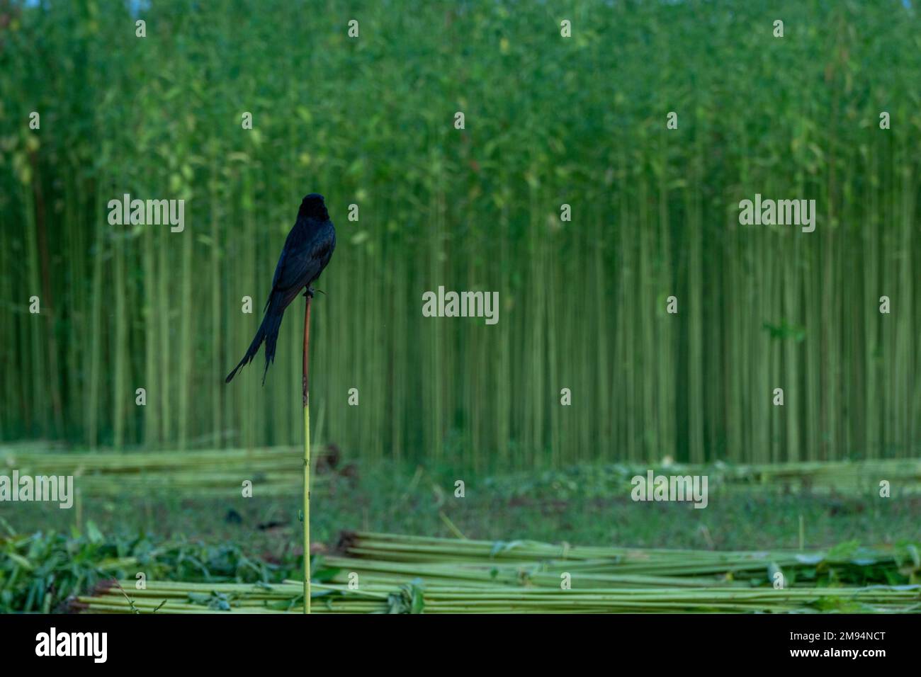 Green field jute is cut and dried. A bird is sitting on a jute stick