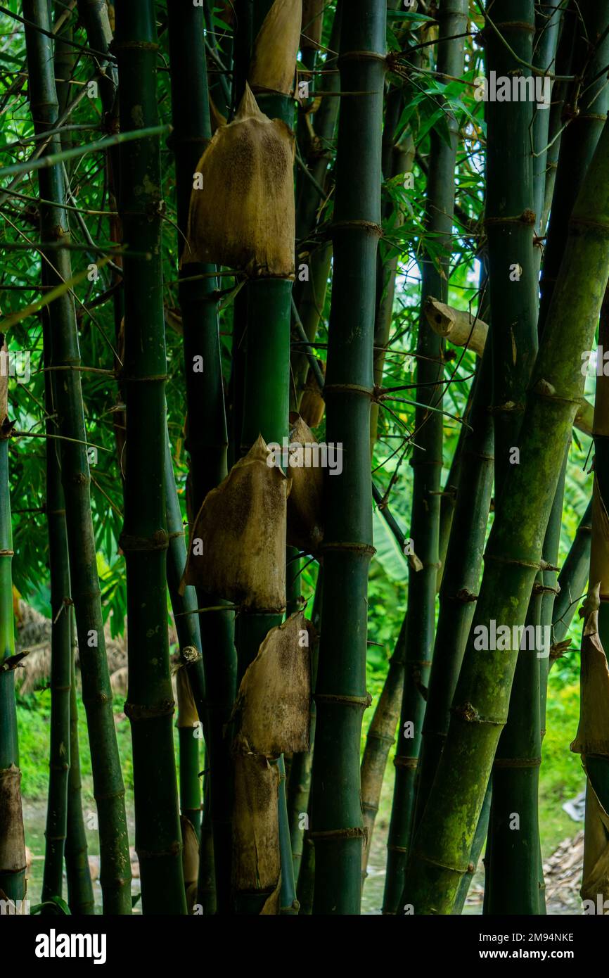 Green bamboo bushes of Bangladesh. Use the bamboo garden image for