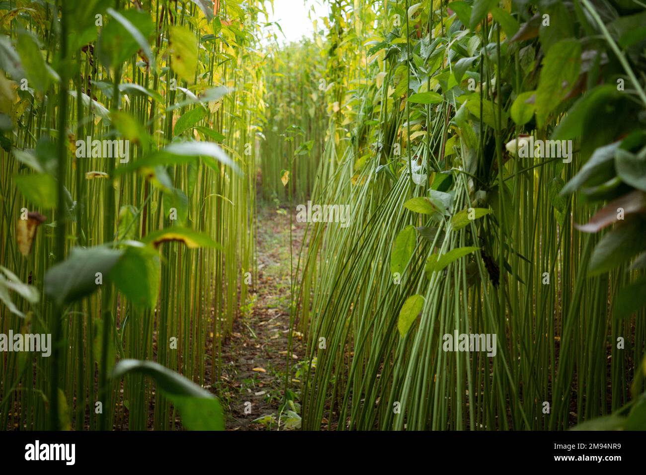 A row of green jute. Closeup photo of jute. Jute is a type of bast