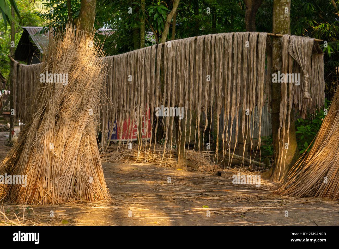 The soaked jute is being dried in the sun. Closeup image of jute. Jute ...