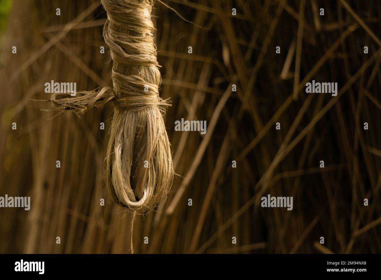 The soaked jute is being dried in the sun. Closeup image of jute. Jute is a type of bast fiber plant. Jute is the main cash crop in Bangladesh. Stock Photo