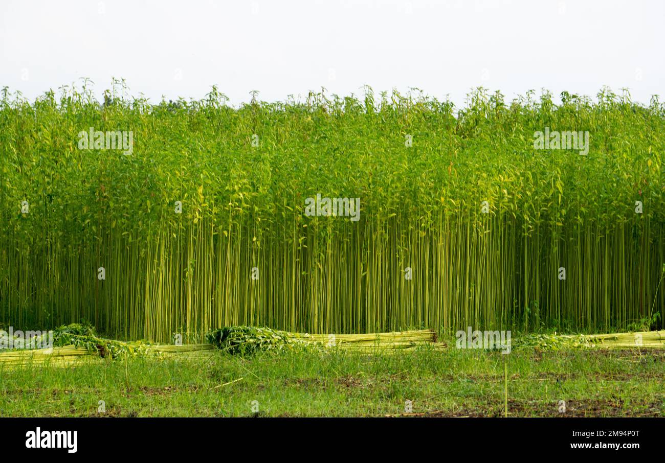 Green jute field. The jute is being dried on the ground. Jute is a type