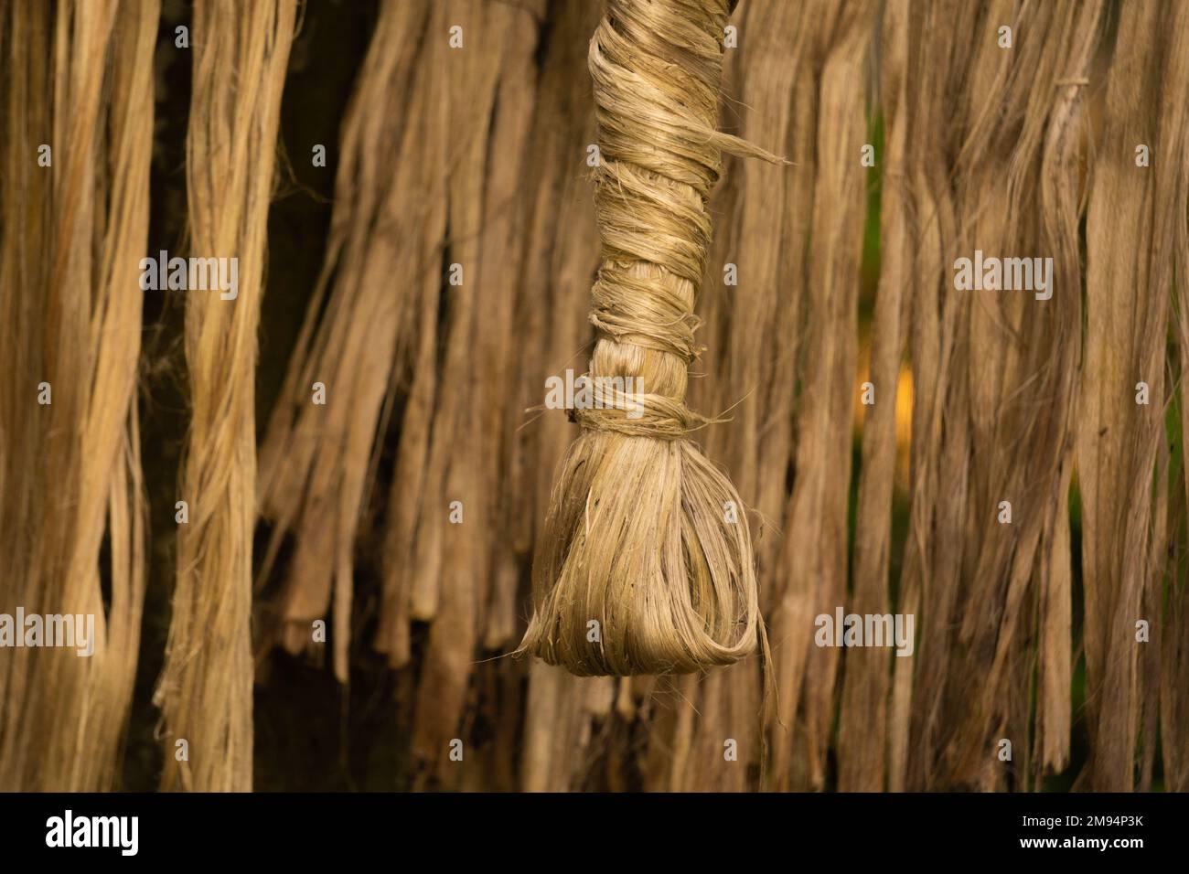 The soaked jute is being dried in the sun. Closeup image of jute. Jute is a type of bast fiber plant. Jute is the main cash crop in Bangladesh. Stock Photo