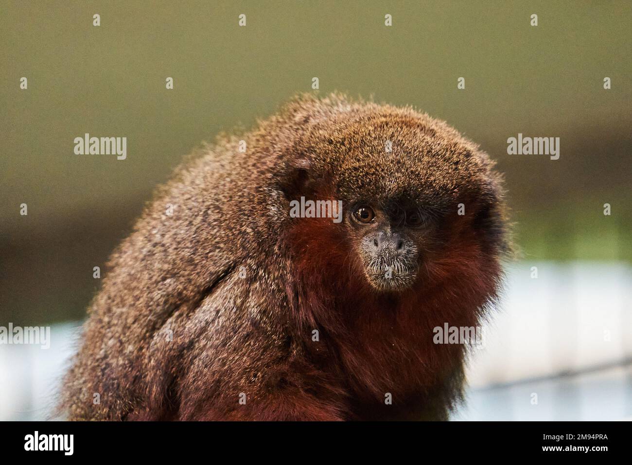 An adorable baby Red Titi Monkey with blur background Stock Photo