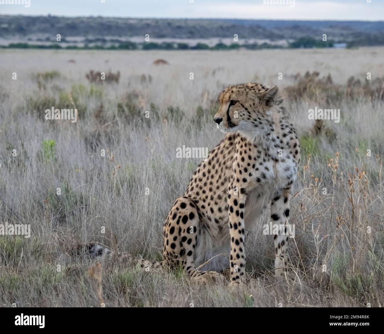 Female Cheeetah sitting in the Grasslands of Africa Stock Photo