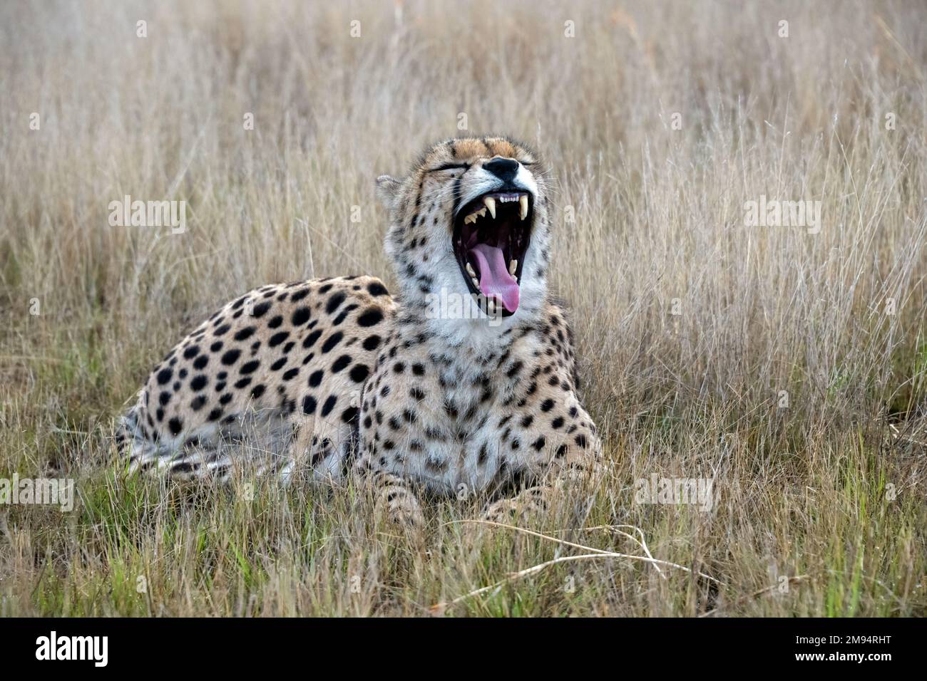 Cheetah Yawning Widely, Appearing to Laugh Stock Photo