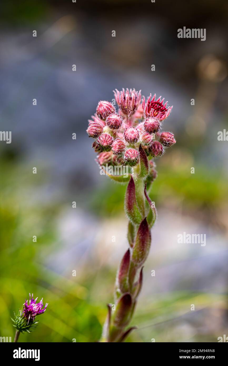 Sempervivum montanum growing in mountains Stock Photo Alamy