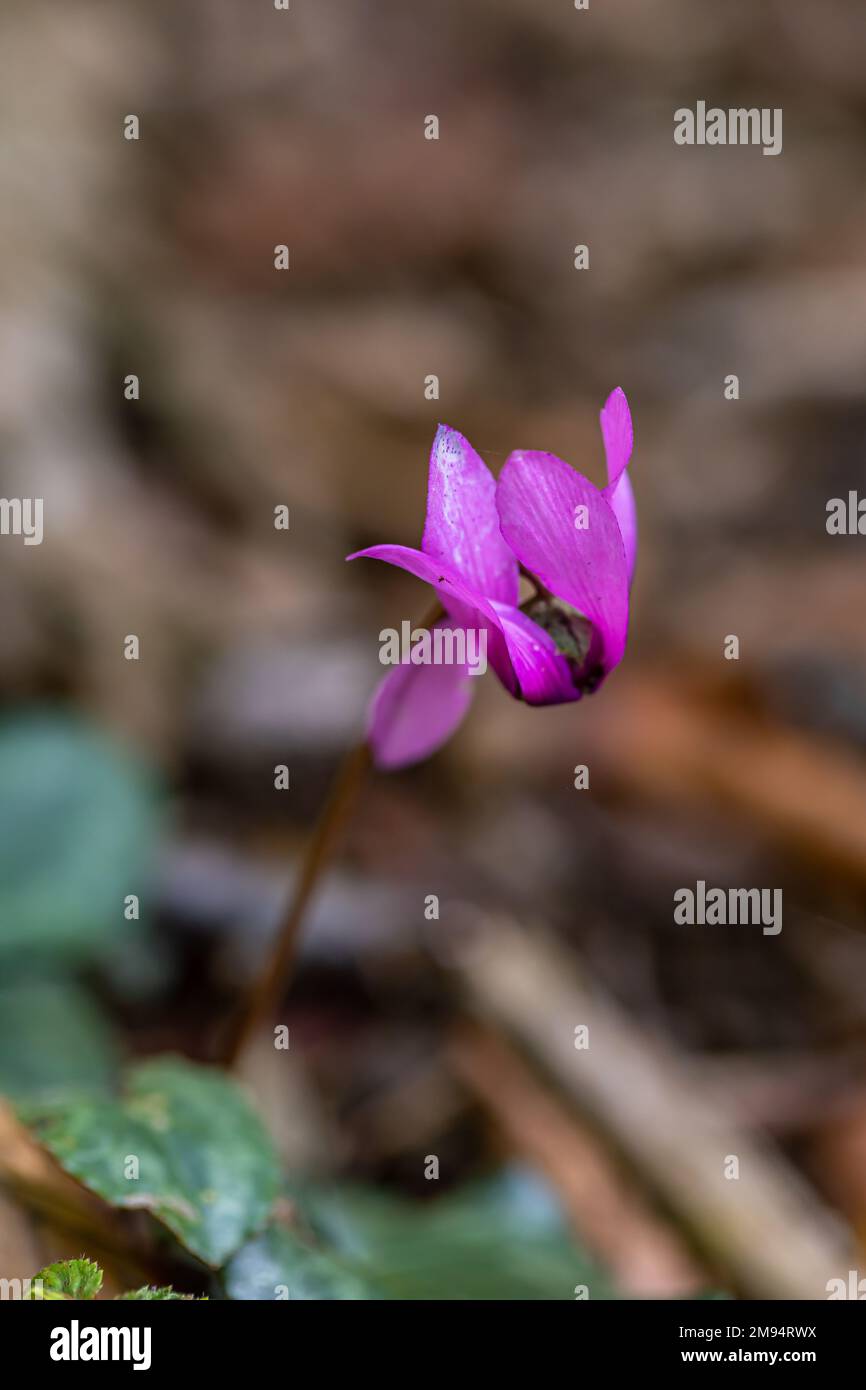 Cyclamen purpurascens flower growing in forest, close up Stock Photo