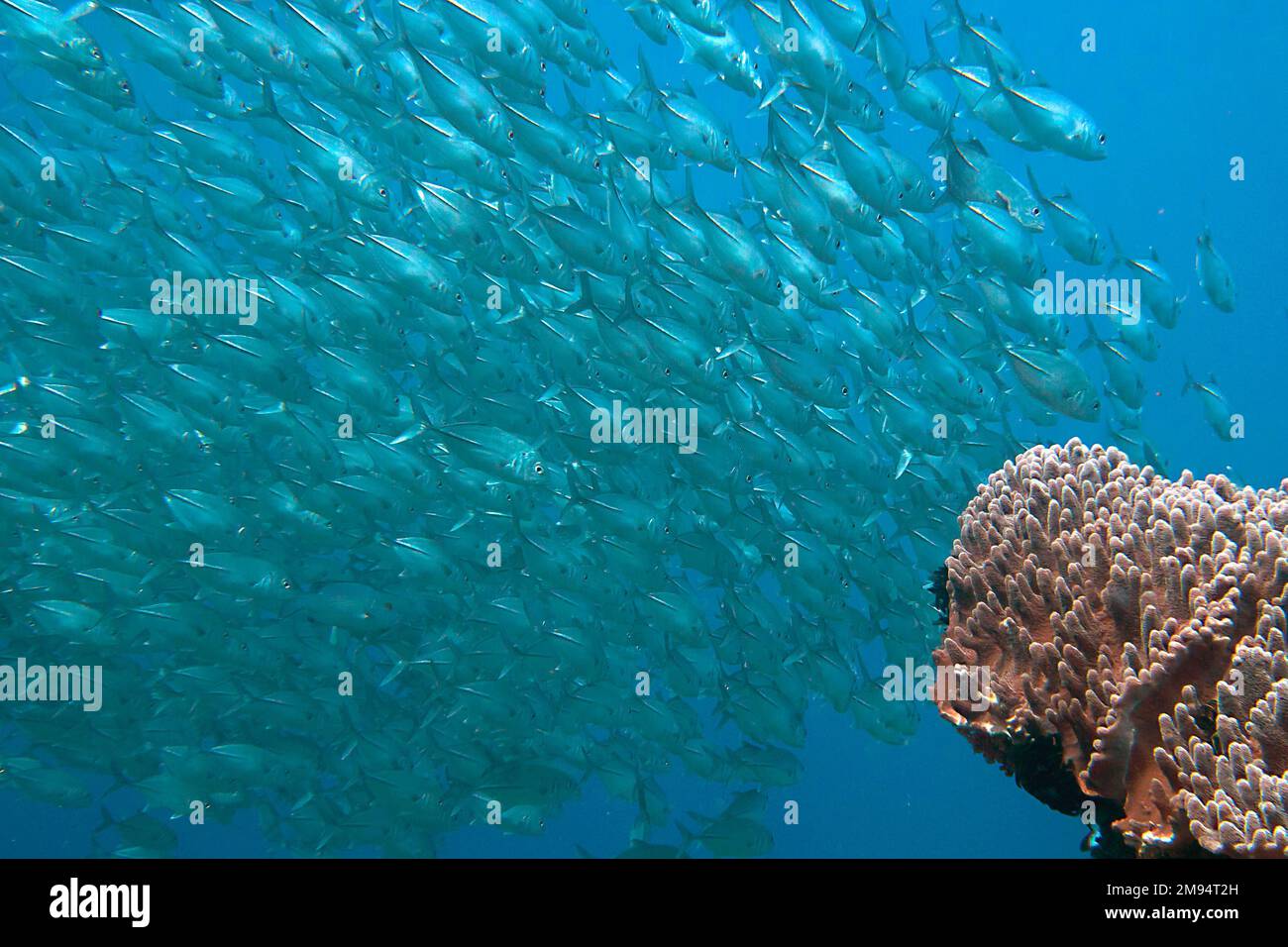 School of Bigeye jacks / Trevally (Caranx sexfasciatus) over corals of  Raja Ampat, West Papua, Indonesia Stock Photo
