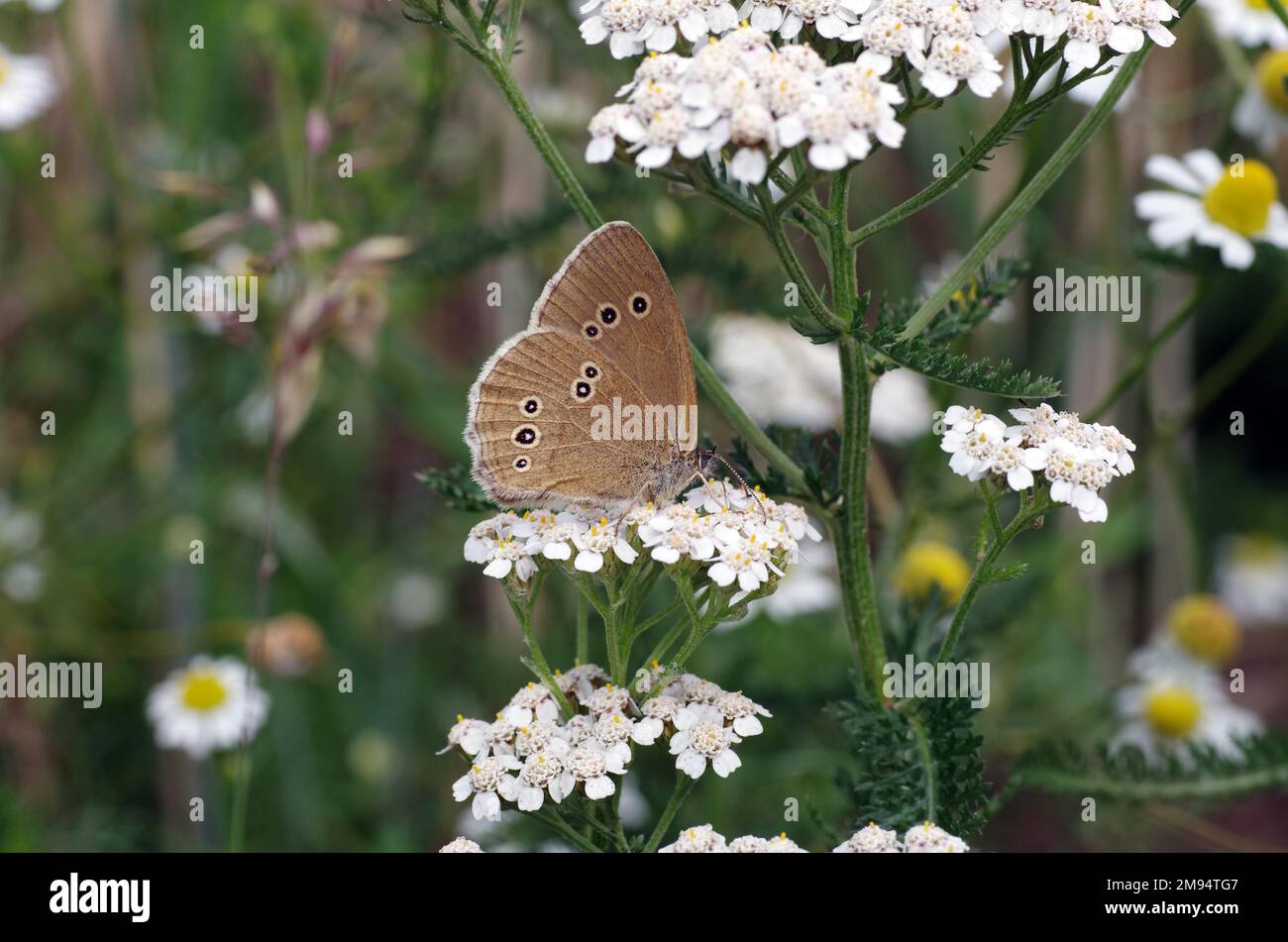 Closeup, ringlet (Aphantopus hyperantus), butterfly, closed wings