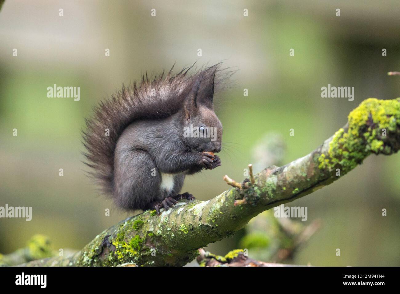Squirrel holding nut in hands sitting on branch looking right Stock Photo