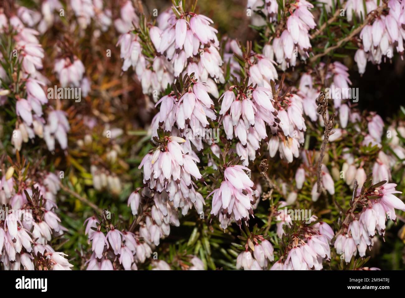 Snow bell heather, snow heather Stock with several flower panicles with many pink flowers Stock Photo