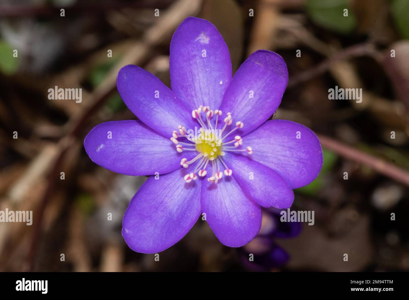 Liverwort open blue flower Stock Photo Alamy