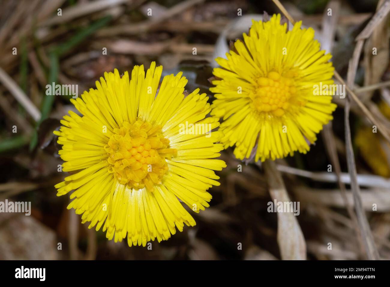 Coltsfoot two open yellow flowers next to each other Stock Photo