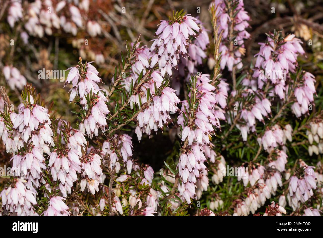 Snow bell heather, snow heather Stock with several flower panicles with many pink flowers Stock Photo