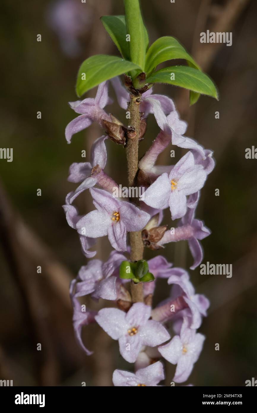 Common daphne branch with green leaves and some open purple flowers Stock Photo
