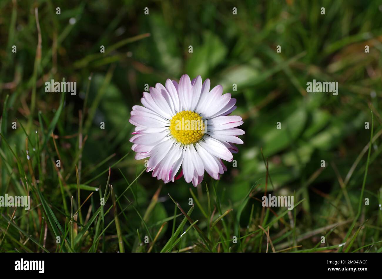Close-up, common daisy (Bellis perennis), flower, white, single, meadow, close-up of single flower of daisy in grass Stock Photo