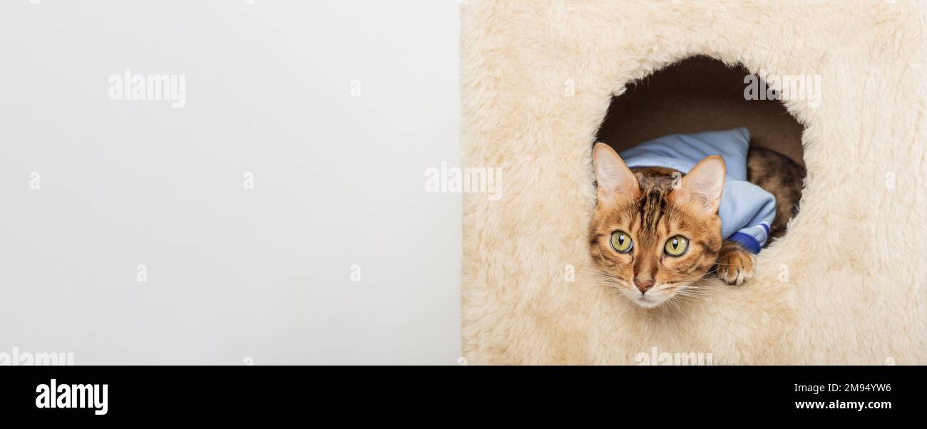 A cute bengal cat in clothes is resting in a cat house. Copy space. Stock Photo