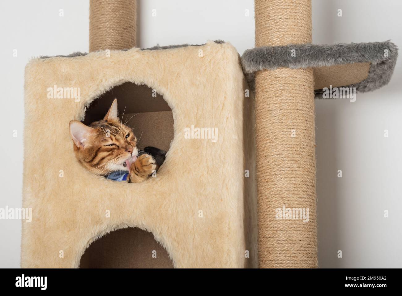 A cute bengal cat in clothes is resting in a cat house. Stock Photo