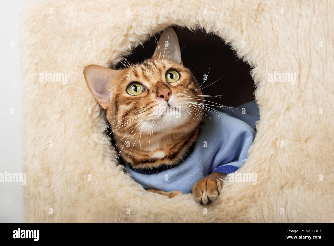 A cute bengal cat in clothes is resting in a cat house. Stock Photo