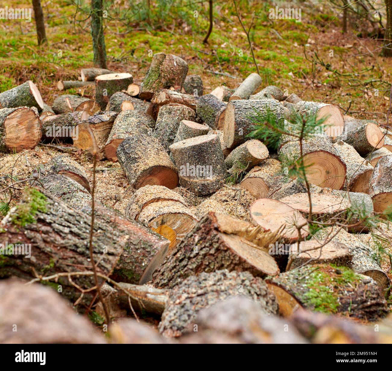 Preparation of firewood for the winter. Stacks of firewood in the