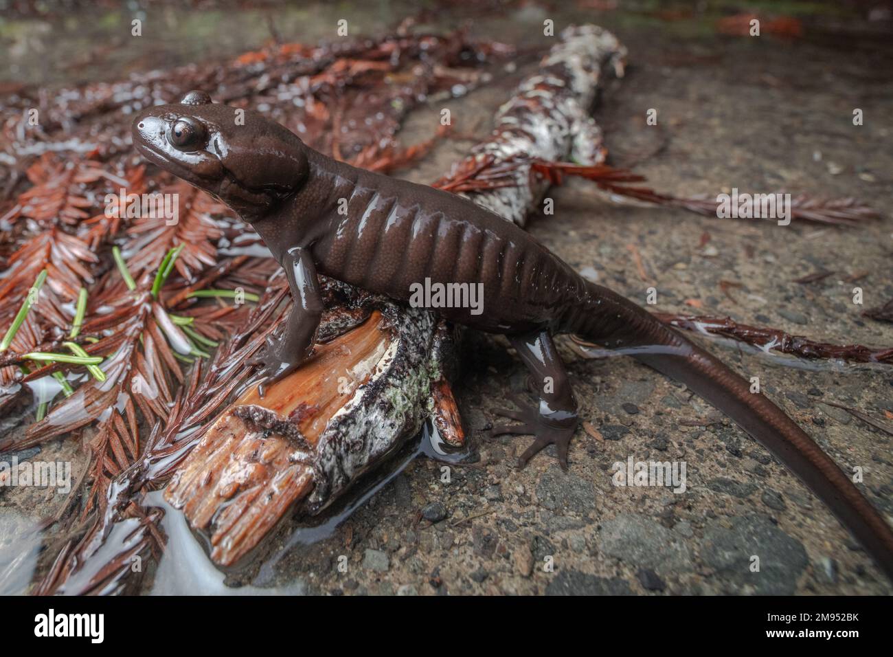 A northwestern salamander (Ambystoma gracile), a member of the mole salamanders family on the forest floor in Mendocino county, California, USA. Stock Photo