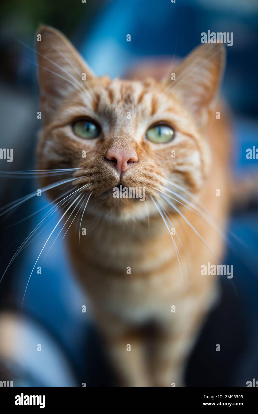 An adorable Tabby cat portrait looking at the camera with blur ...