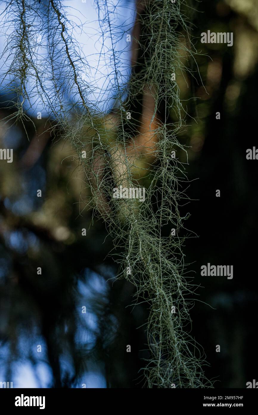 A closeup of Christmas tree lichen of Usnea longissima in blurred background Stock Photo