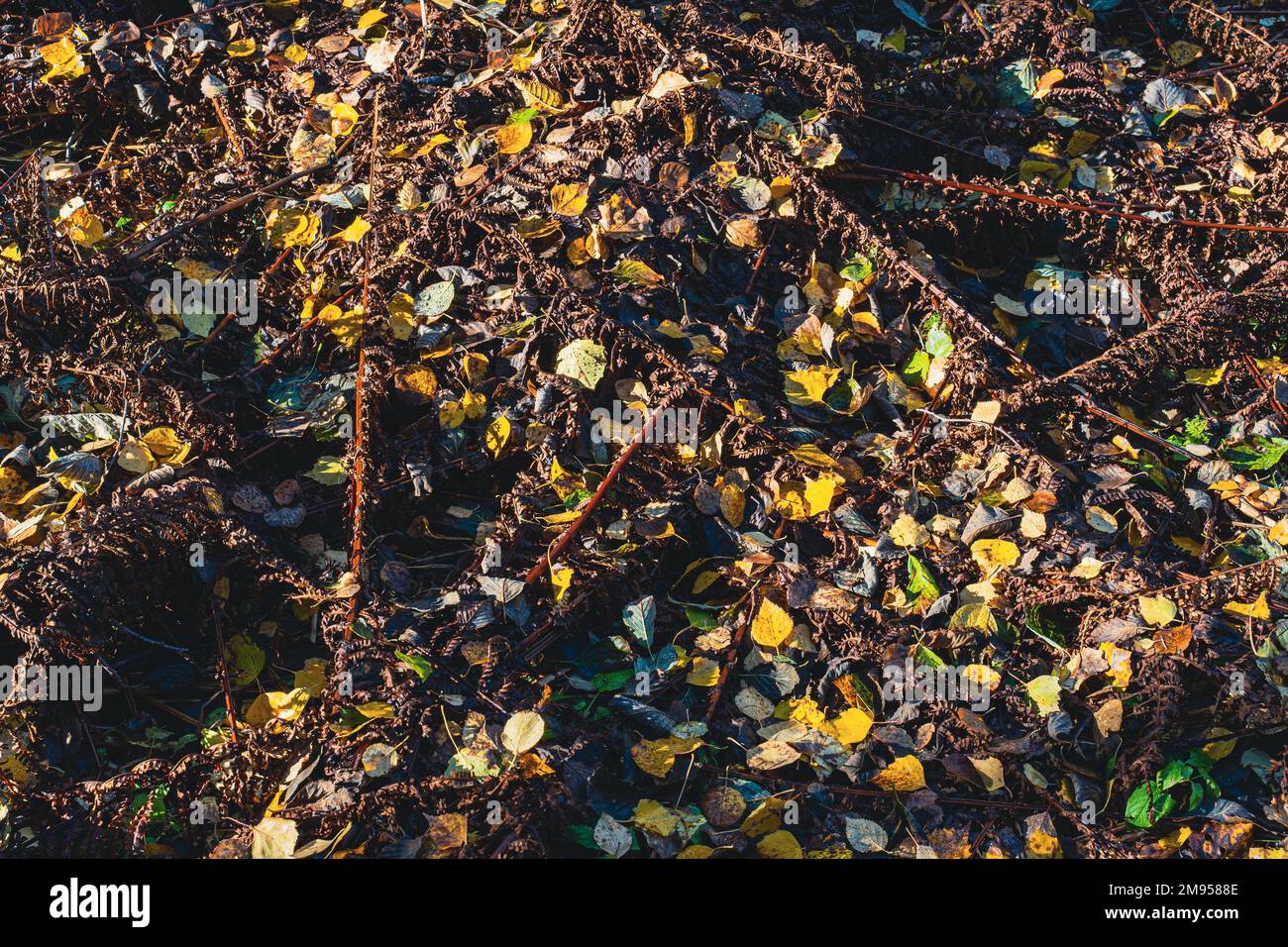 A top view of autumn leaves on the valley ground Stock Photo - Alamy