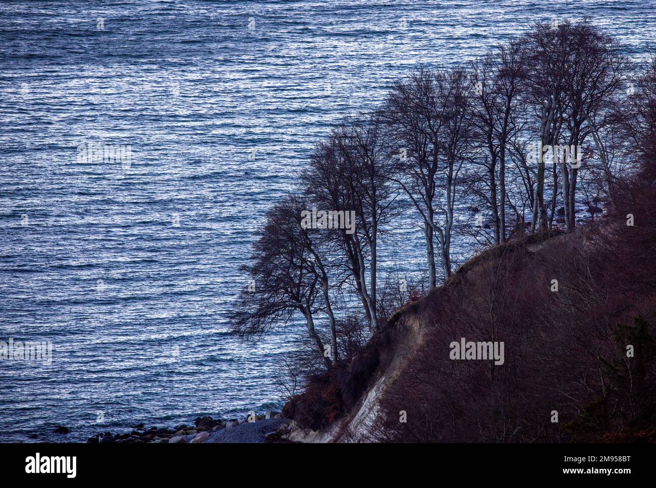 Sassnitz, Germany. 16th Jan, 2023. Slipped trees stand on the cliff at ...