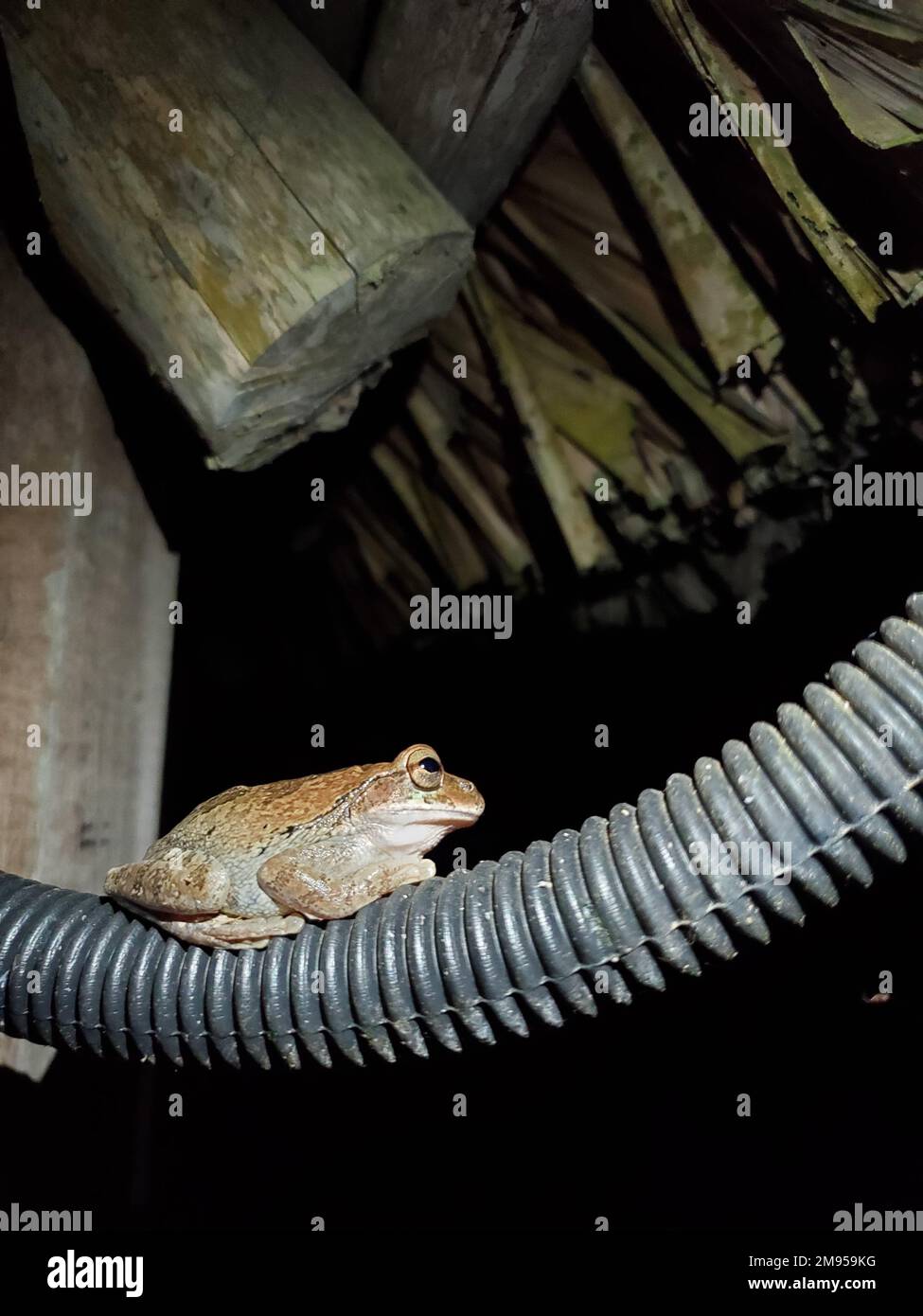 Flora and fauna found at Lake Lachua, Alta Verapaz, Guatemala Stock