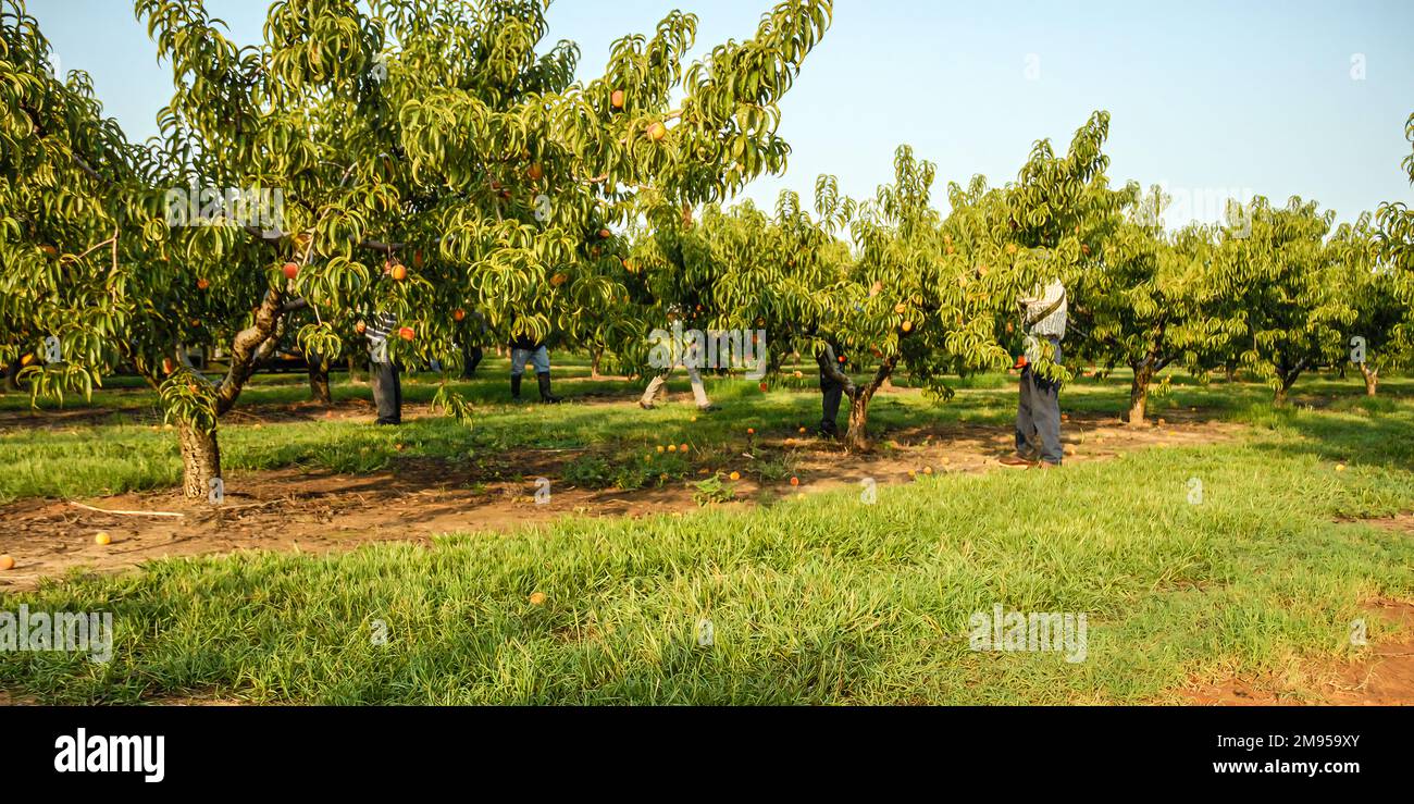 peach pickers hires stock photography and images Alamy