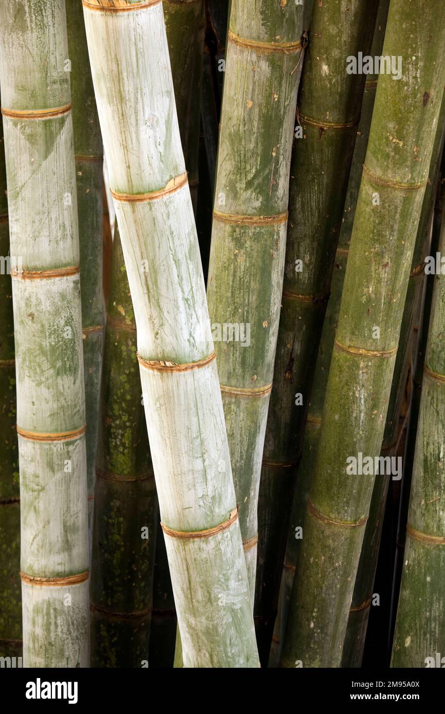 Bamboos are a diverse group of evergreen perennial flowering plants