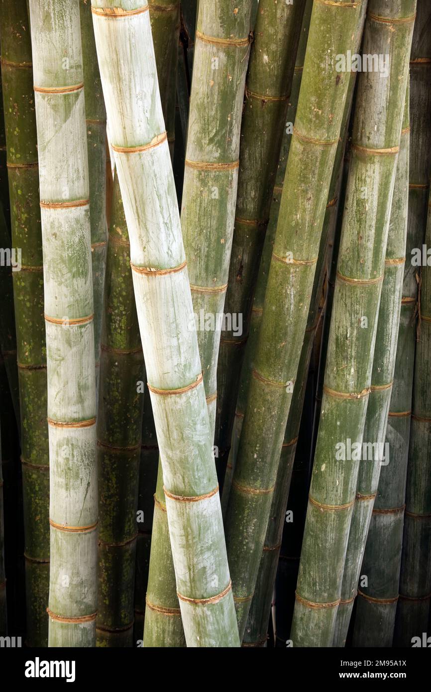 Bamboos are a diverse group of evergreen perennial flowering plants making up the subfamily Bambusoideae of the grass family Poaceae. Giant bamboos ar Stock Photo