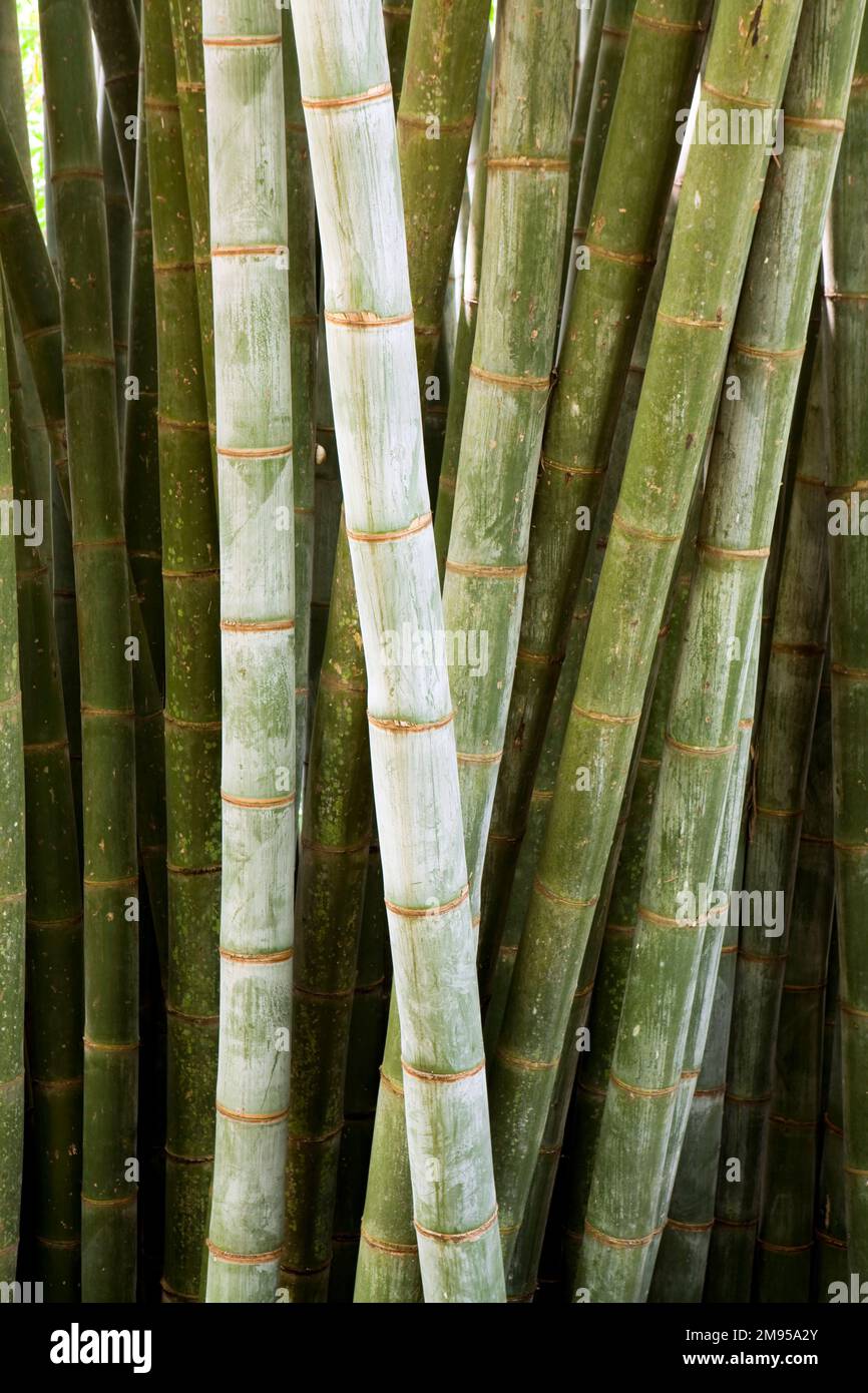 Bamboos are a diverse group of evergreen perennial flowering plants making up the subfamily Bambusoideae of the grass family Poaceae. Giant bamboos ar Stock Photo