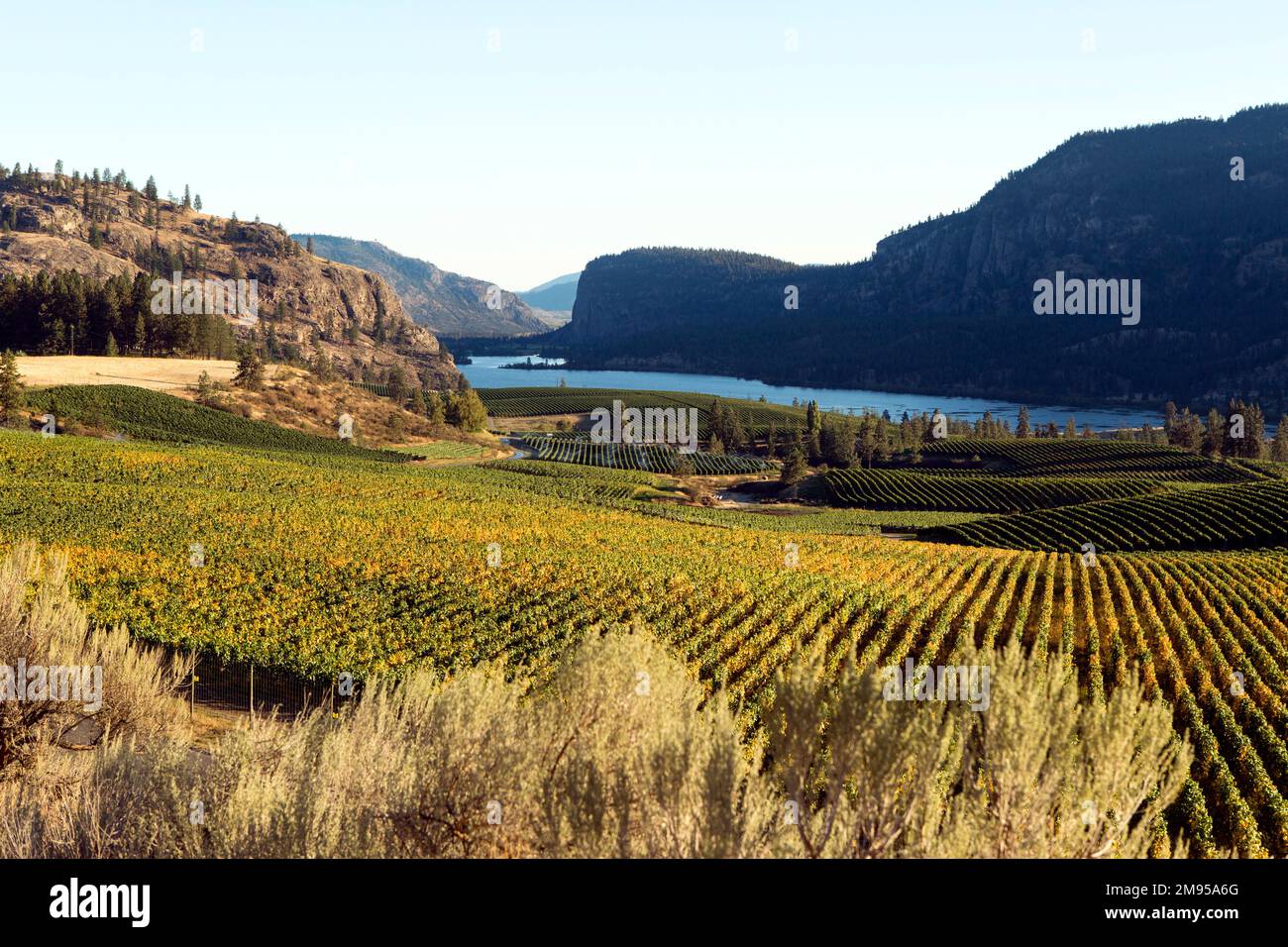 Vineyard and winery overlooking Vaseux Lake and McIntyre Bluff in