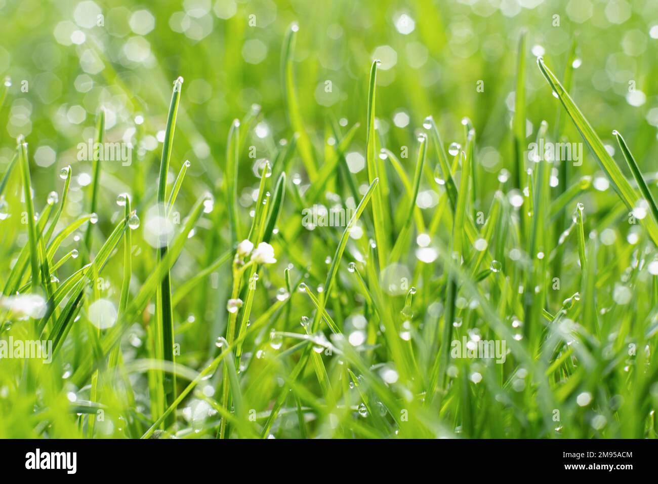 morning dew spring grass nature beauty fresh Stock Photo