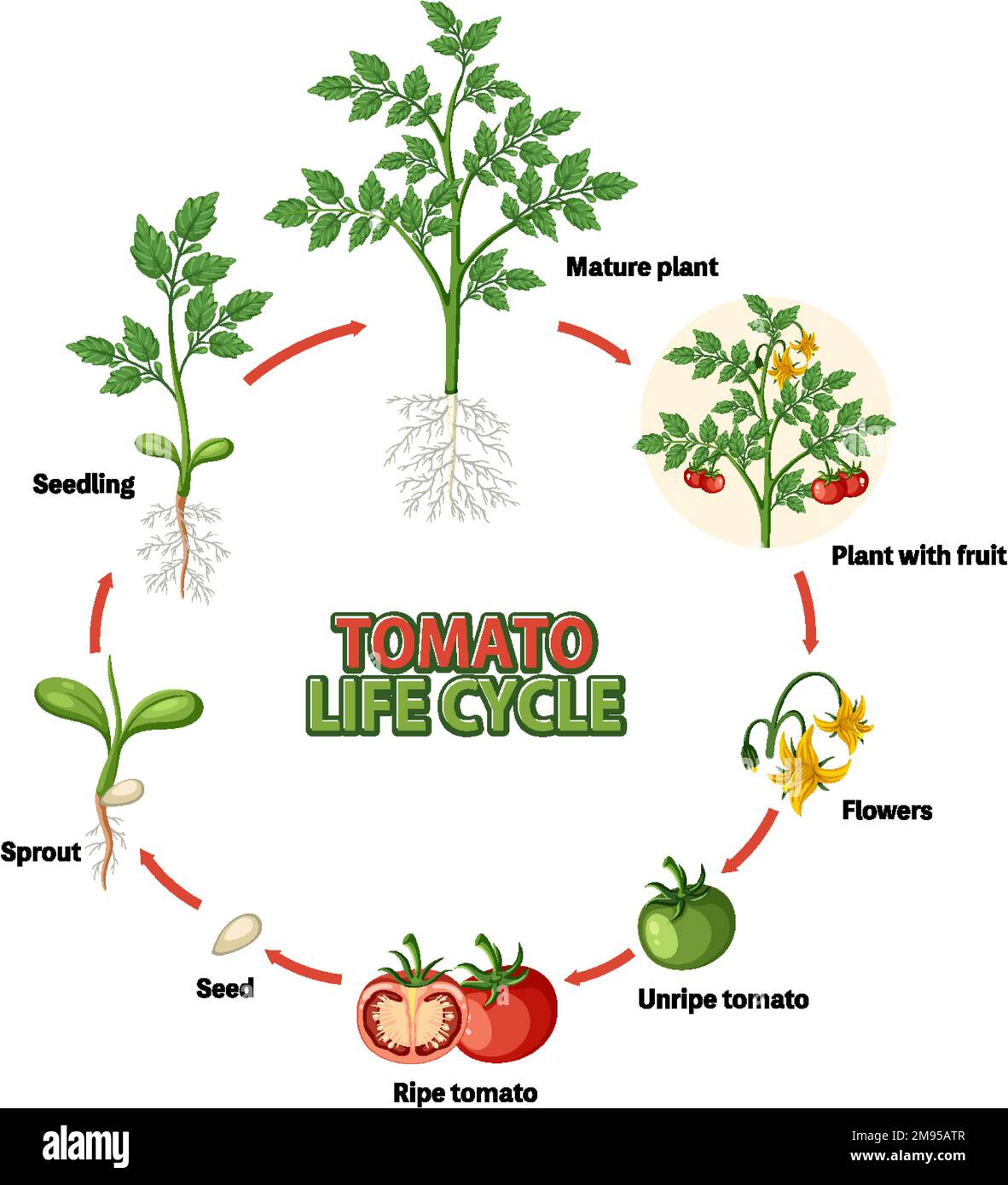 Life cycle of a tomato plant diagram illustration Stock Vector Image