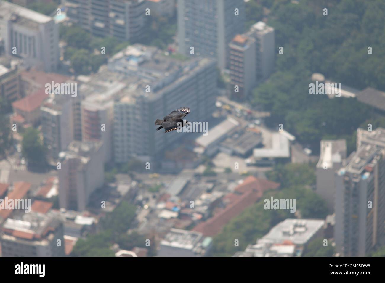 Brazil, Rio, Griffon Vulture soaring in the thermals above Copacabana as seen from Corcovado. Stock Photo