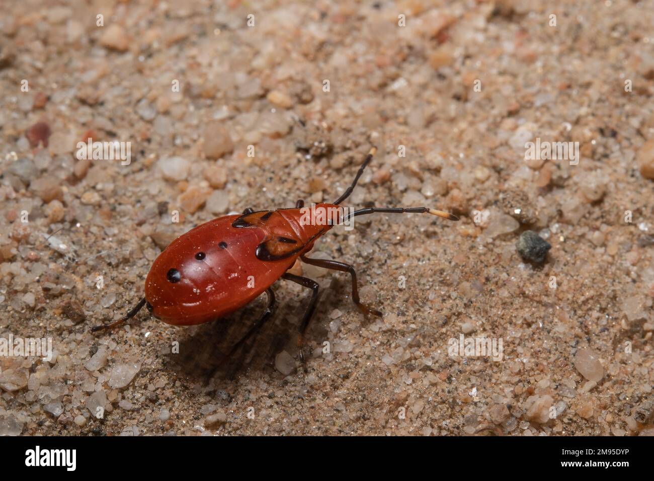 Welwitschia bug nymphs, Probergrothius angolensis, Pyrrhocoridae, Hemiptera, Namib Desert