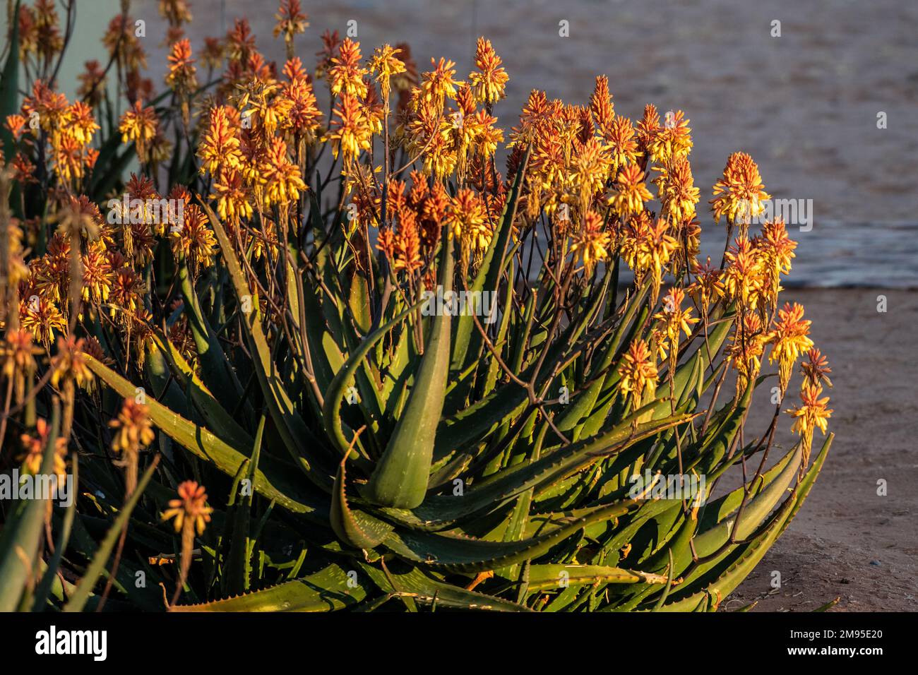 Flowers of Aloe, Aloe vera, Asphodelaceae, Namibia, Africa Stock Photo