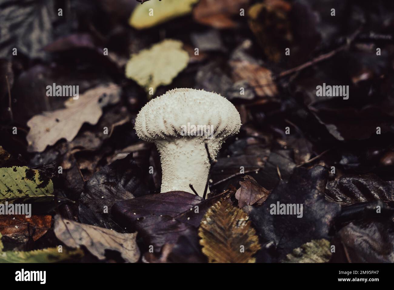 A close-up of a Prickly raincoat (Lycoperdon perlatum) mushroom in a forest under the leaves Stock Photo