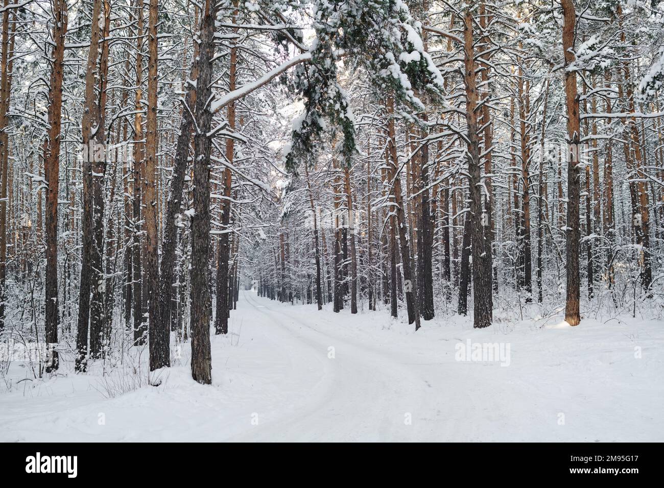 Horizontal image of winter forest in snowy weather with path for walking Stock Photo